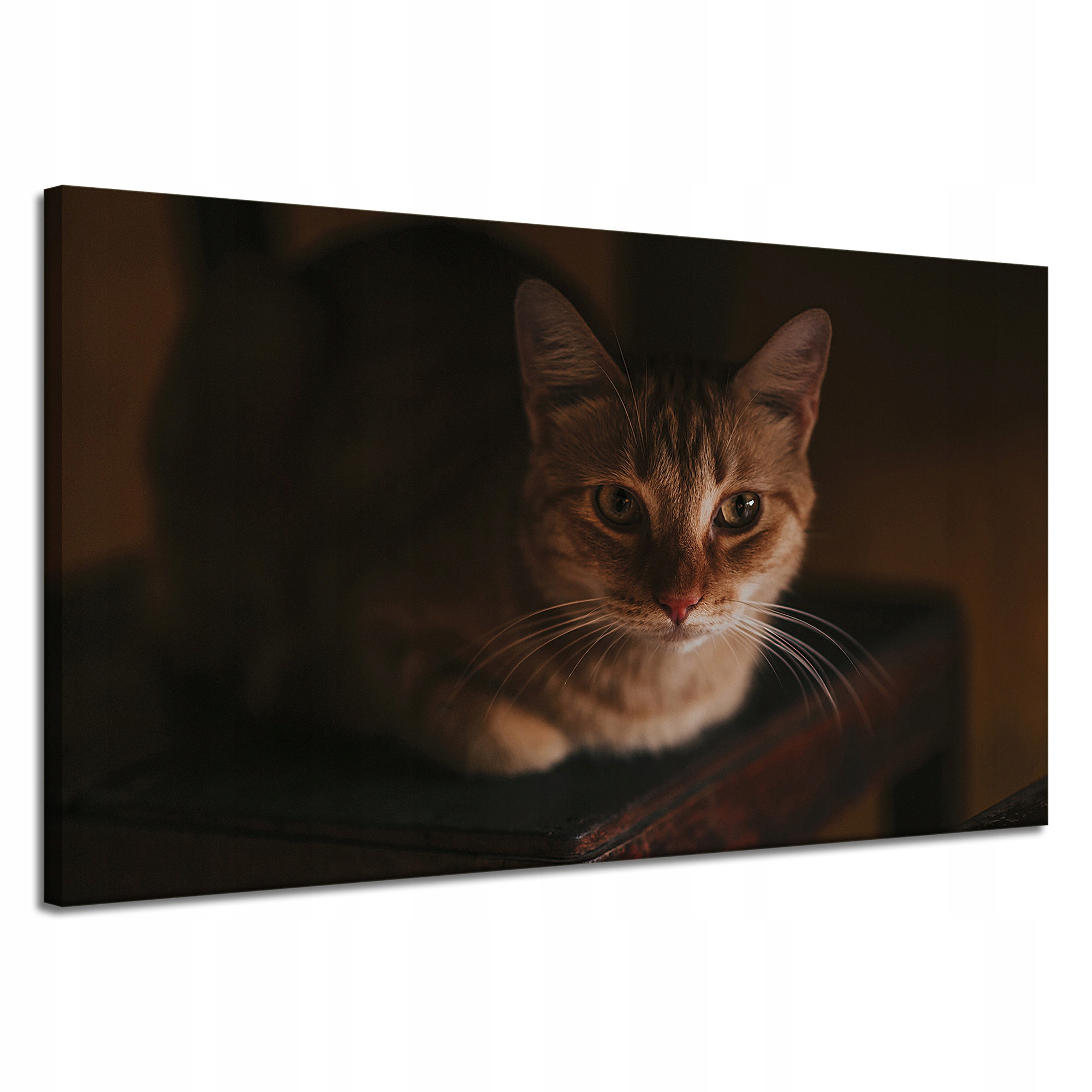 Obrazy na plátně Zvířata Kočka Domácí 120x70 cm
