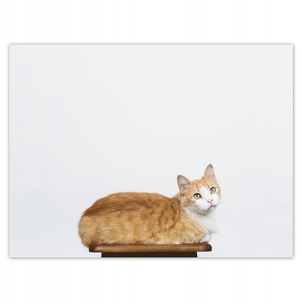 

Plakat 40x30 Kot Kotki Koty Kicia