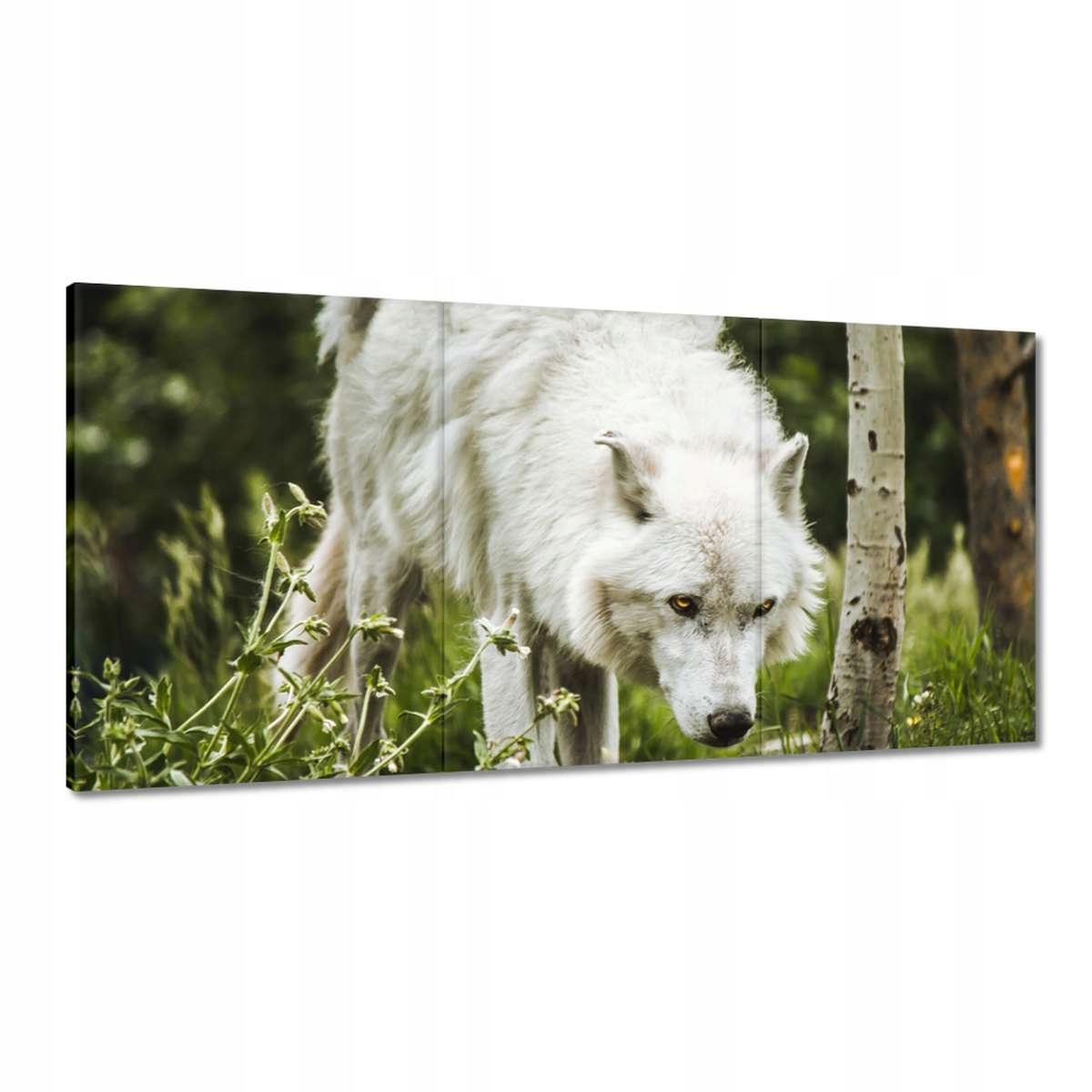 Obrazy 180x90 Vlk Vlci Wolf