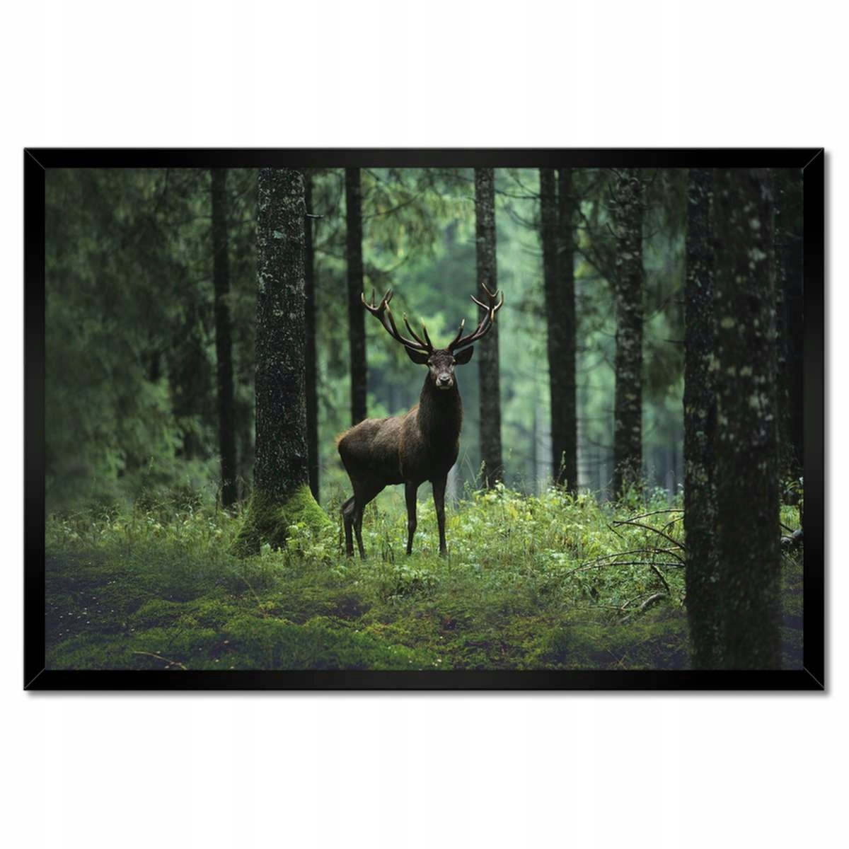 Plakáty v rámu 60x40 Jelen Jelení Les Krajina