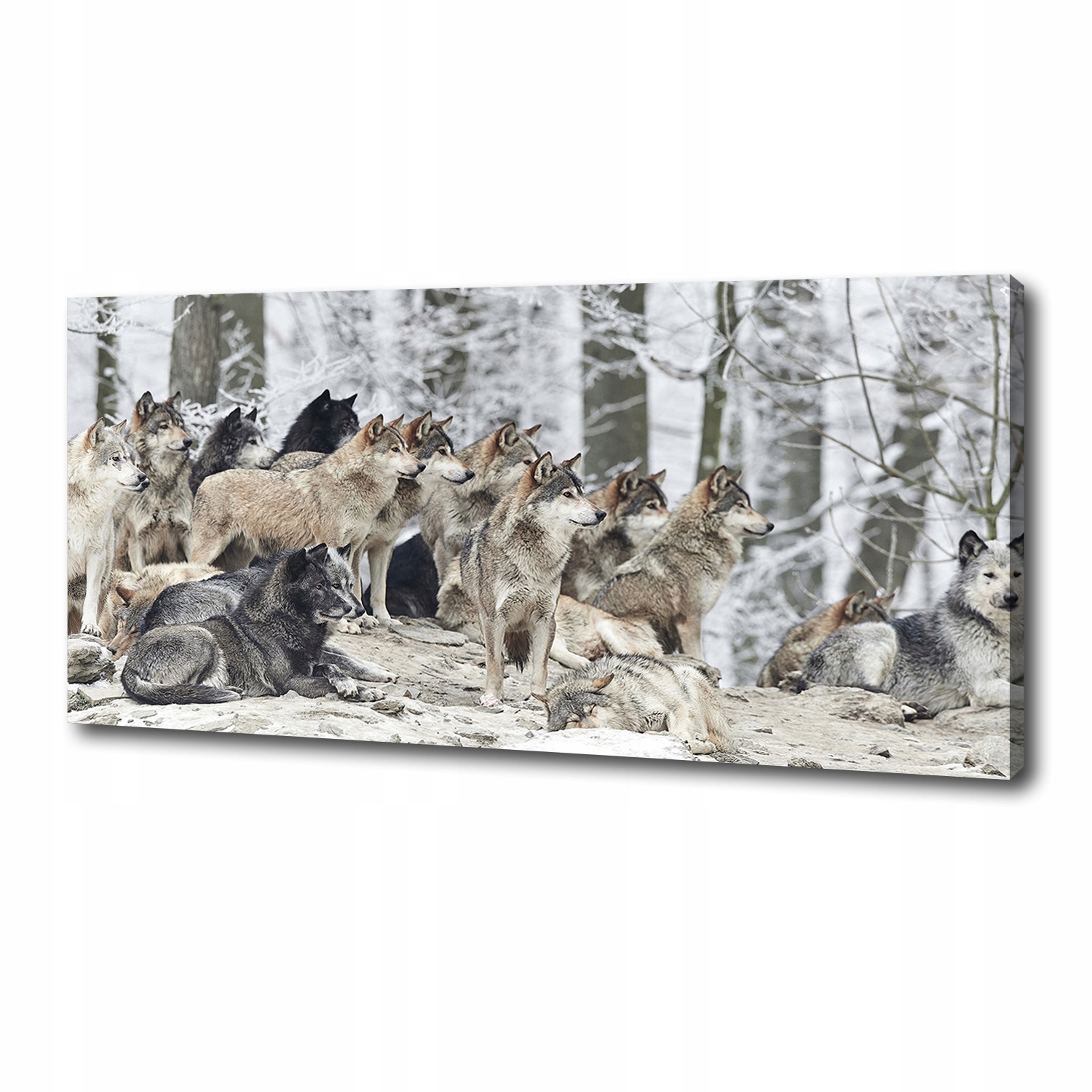 

Foto obraz canvas na ścianę Wilki zimą 125x50 cm