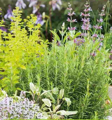 193. Mieszanka ziół