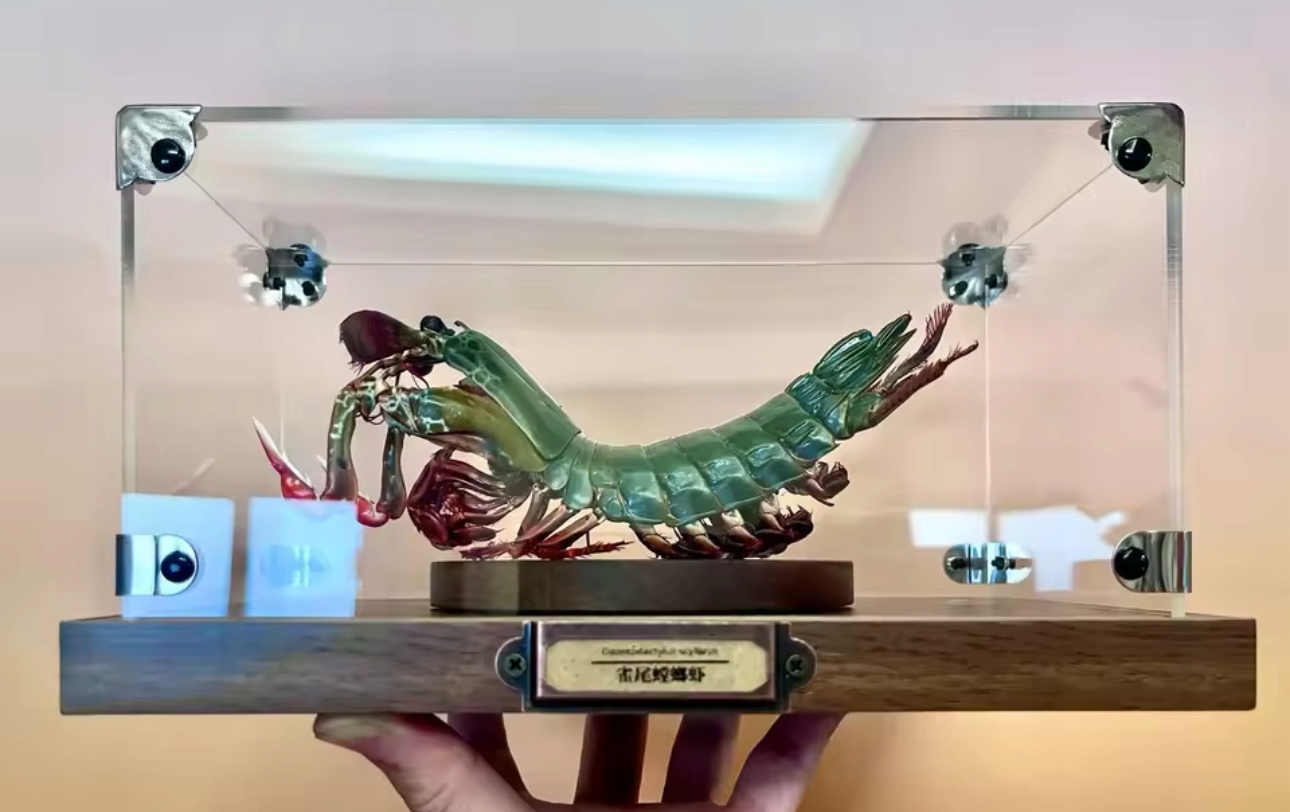 Odontodactylus Scyllarus Самец Креветки Богомола Редкий Коллекционный