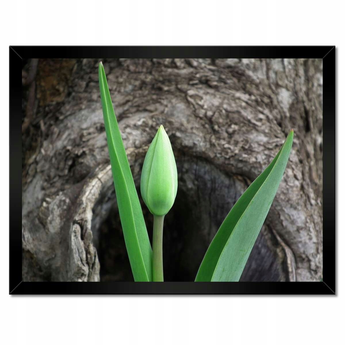 Plakáty v rámu 40x30 Zelený tulipán