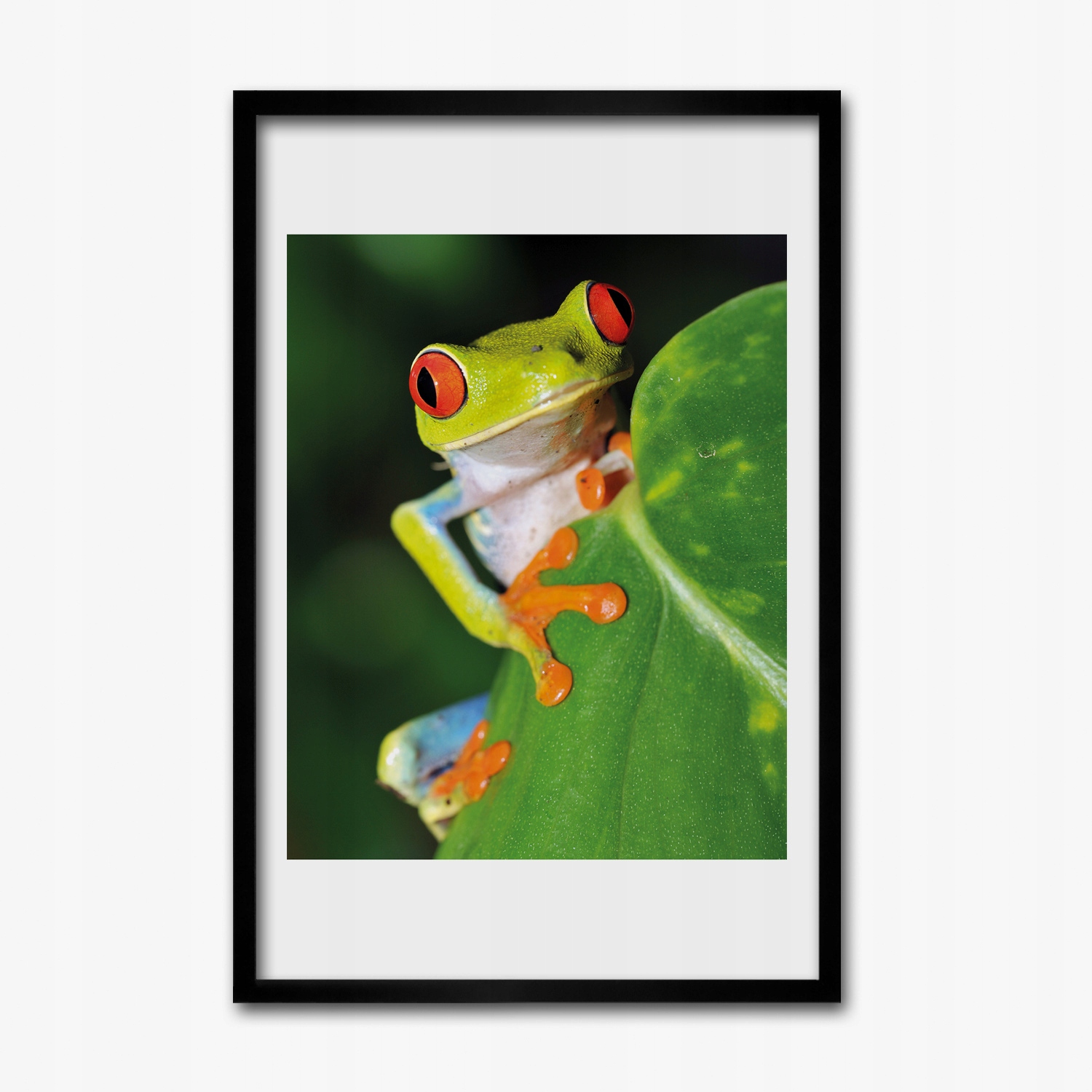 Nástěnný obraz rám Mdf Žába obojživelník list 40x60 cm