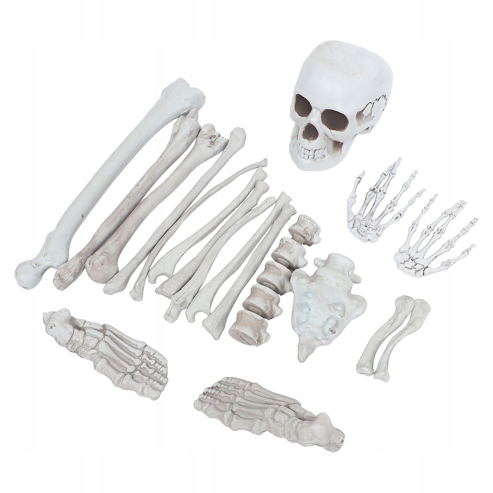 1 Zestaw Ludzki Szkielet Kości Symulacja Czaszka Dekoracja Plastikowy Szkielet Bon