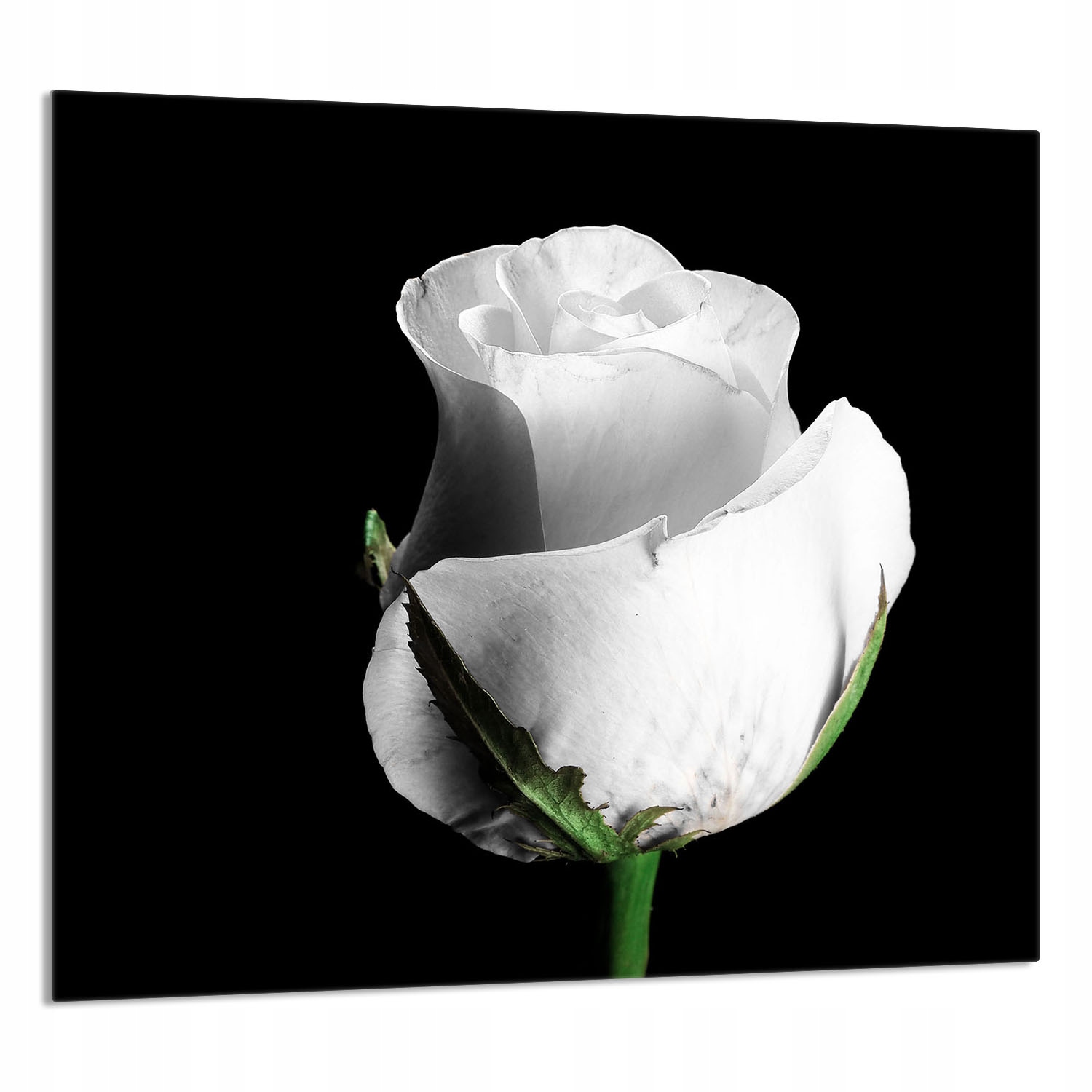 Skleněný Panel Do Kuchyně 65x60 Růže Tvrzené Sklo