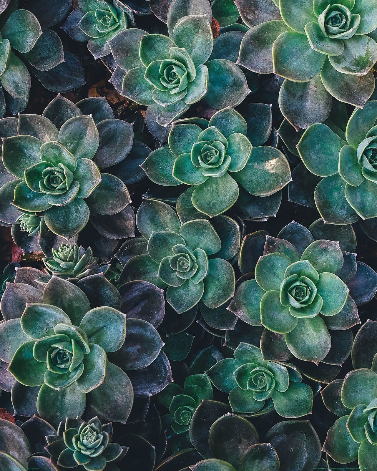 

Zielone sukulenty plakat na ścianę 40x50 cm