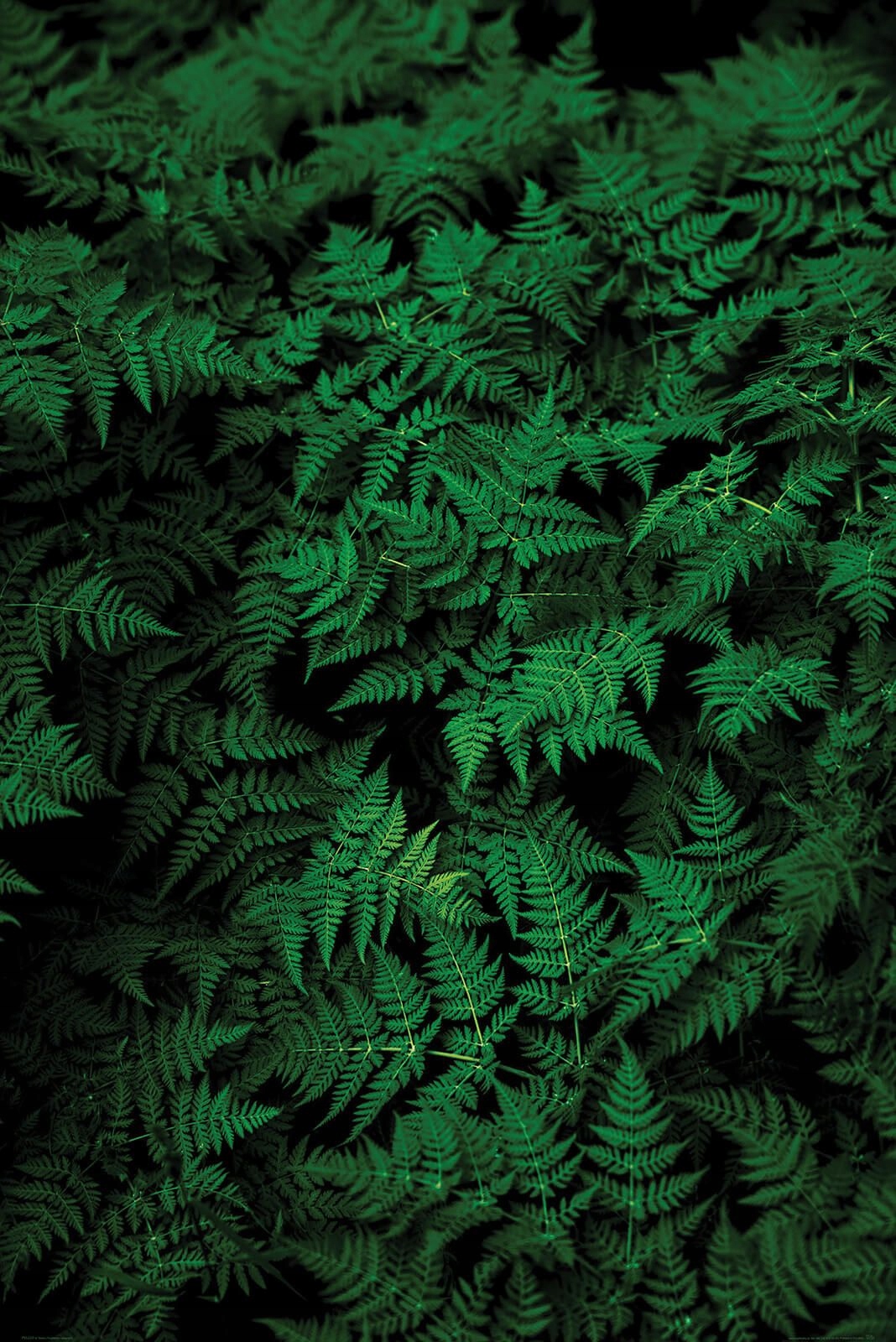 

Zielona Paproć plakat na ścianę 91,5x61 cm