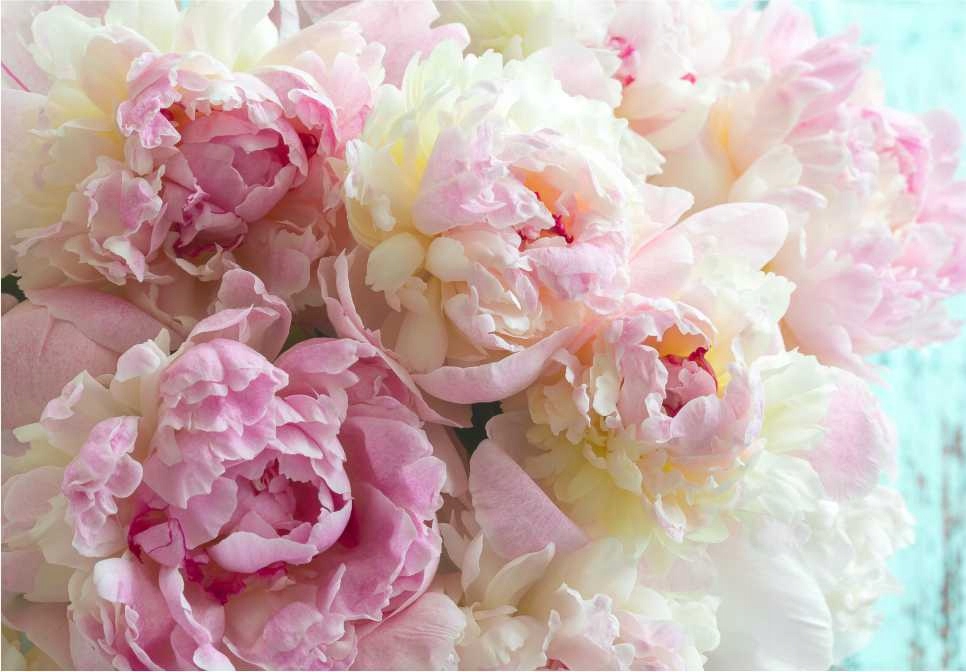 

Fototapeta Peonie Kwiaty Salon Sypialnia 200x133