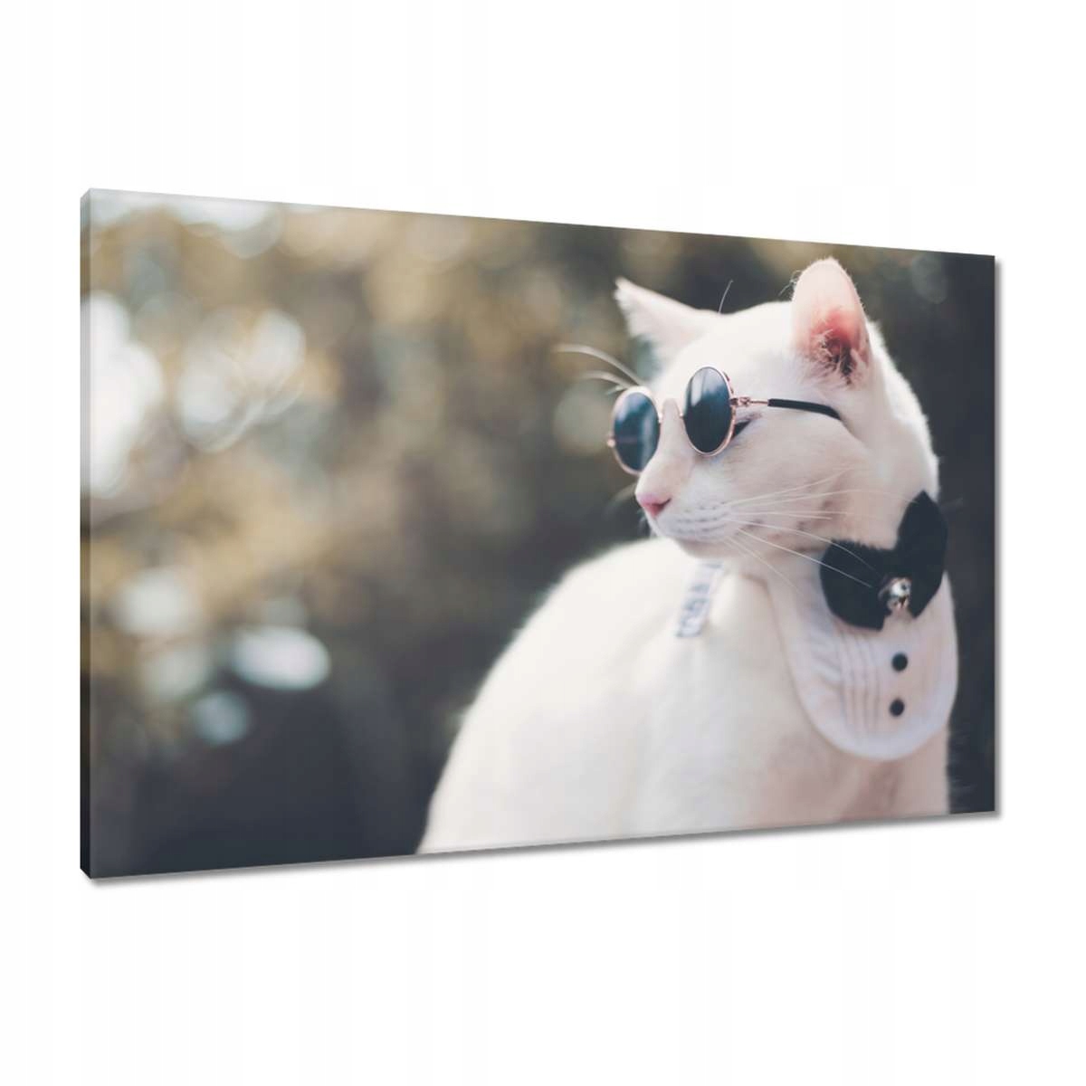 Obrazy 90x60 Kočka Kočky Kočka