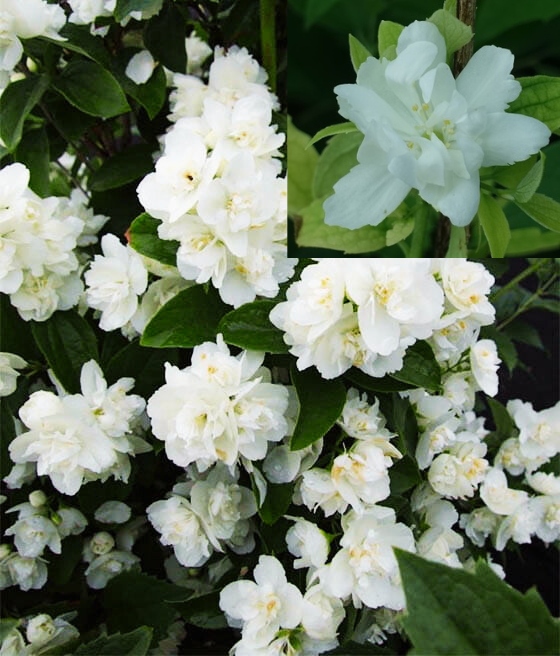 Jaśmin 'Justynka' (Philadelphus)