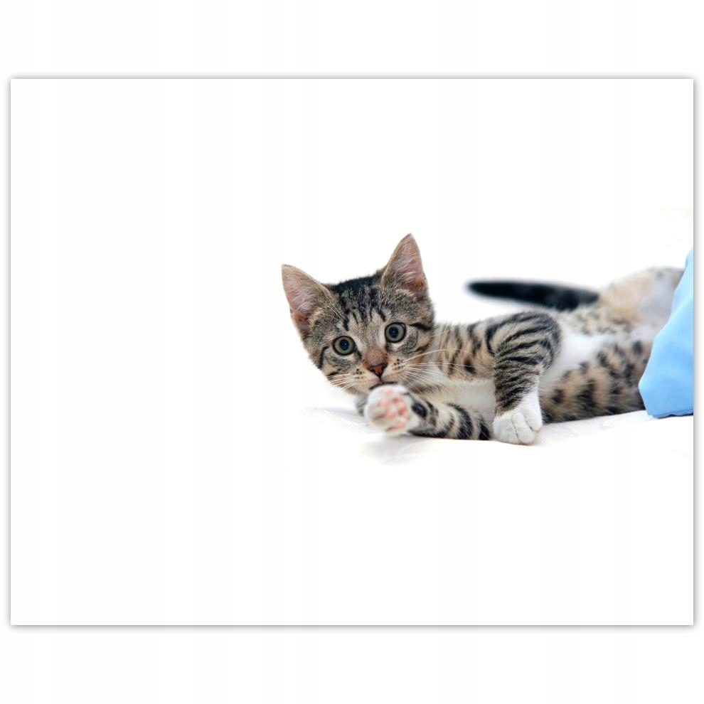 

Plakat 50x40 Kotek Kotki Koty Kicia