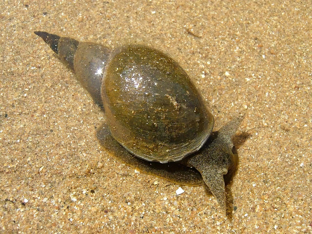Błotniarka i zatoczek sanitariusze waszego stawu Kod producenta 23051967