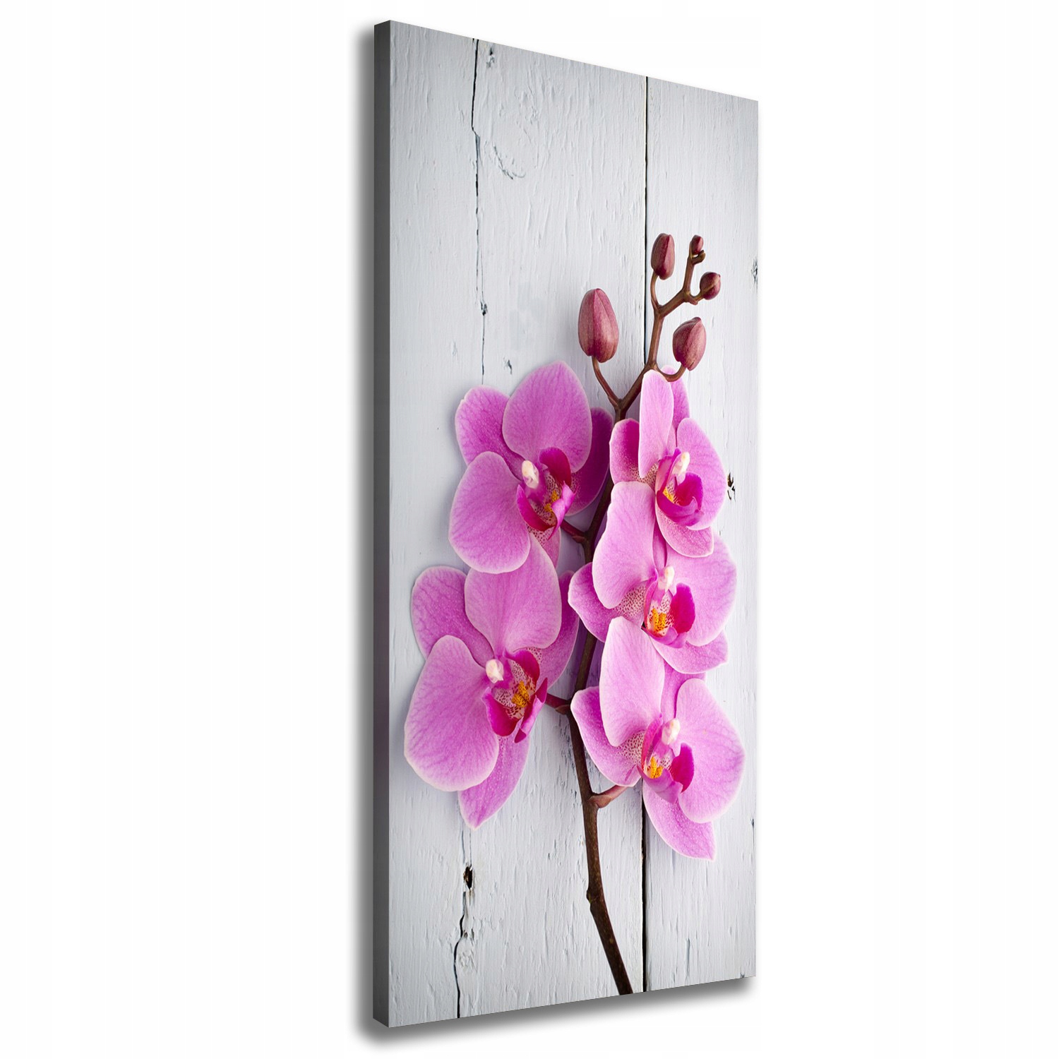 

Foto obraz na płótnie Różowa orchidea 50x125 cm
