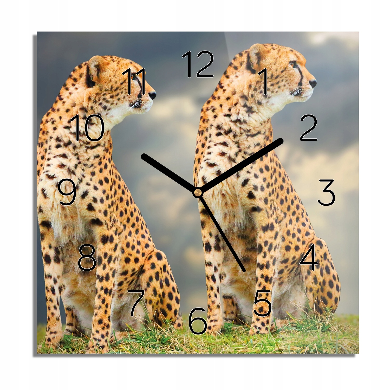 

Gepard natura niebo zegar na szkle 30x30 do salonu
