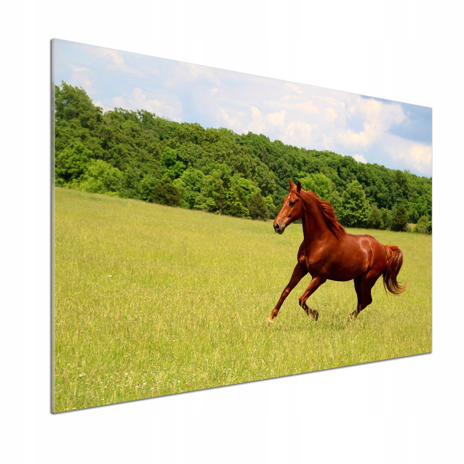 Panel dekor sklo Kôň na lúke 100x70 cm Lepidlo