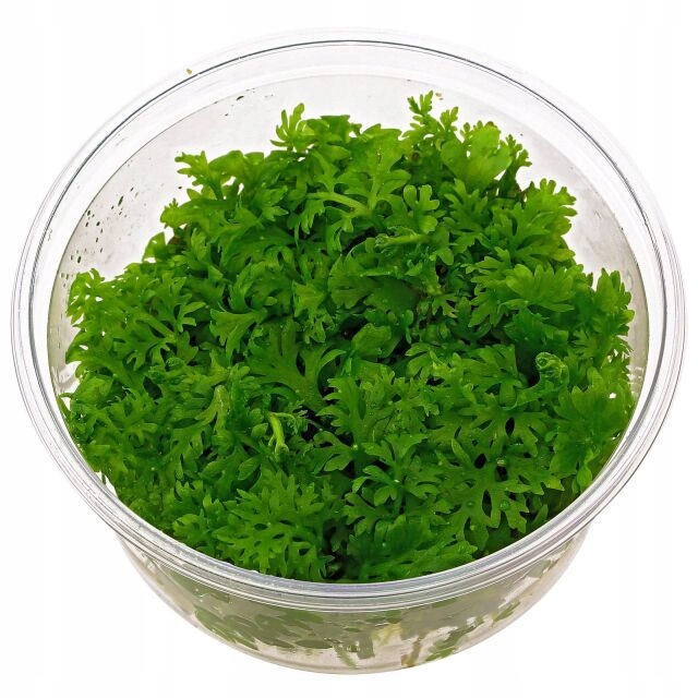 Ceratopteris thalictroides IN-VITRO KUBEK 5cm Rośliny do akwarium