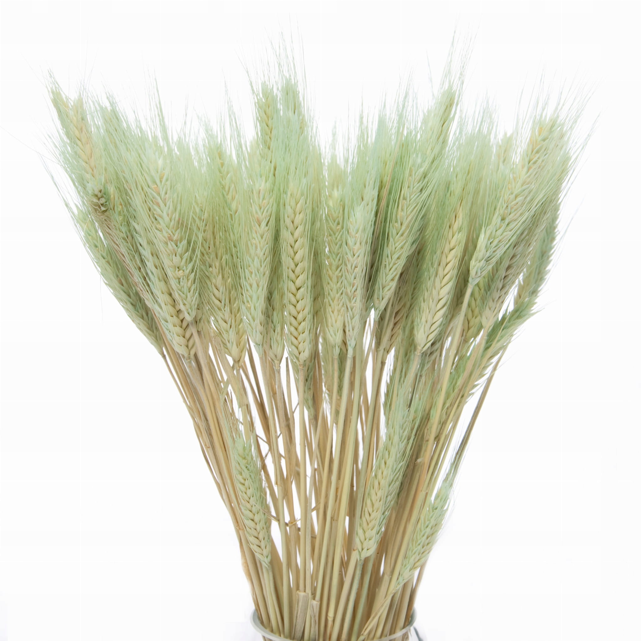 

Suszone pszenżyto miętowe, zboże kłosy ~60 szt.