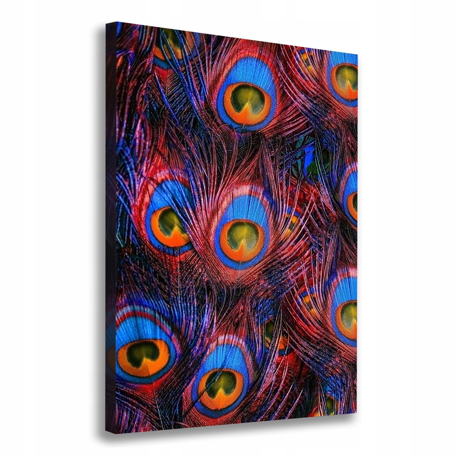 

Foto obraz na płótnie do salonu Pawie pióra 70x100