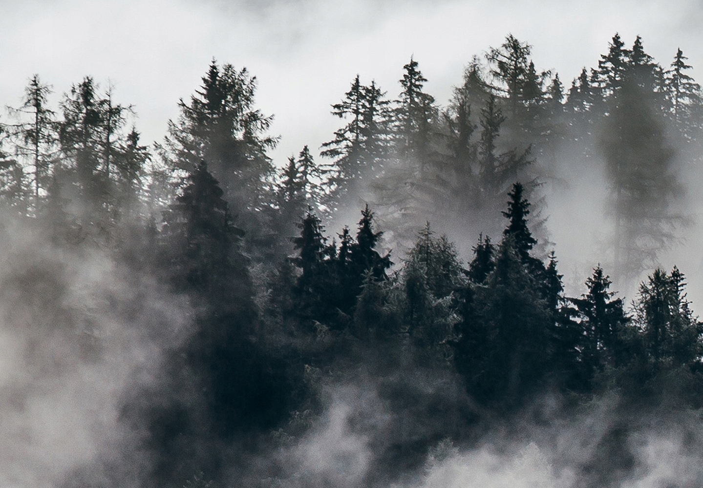 FOTOTAPETA LAS MGŁA PŁETWAL 400x280 c-C-0473-a-a Wysokość produktu 280 cm