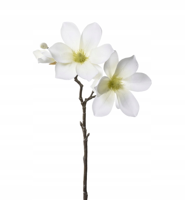 

Magnolia gałązka kremowobiała do bukietów wiązanek