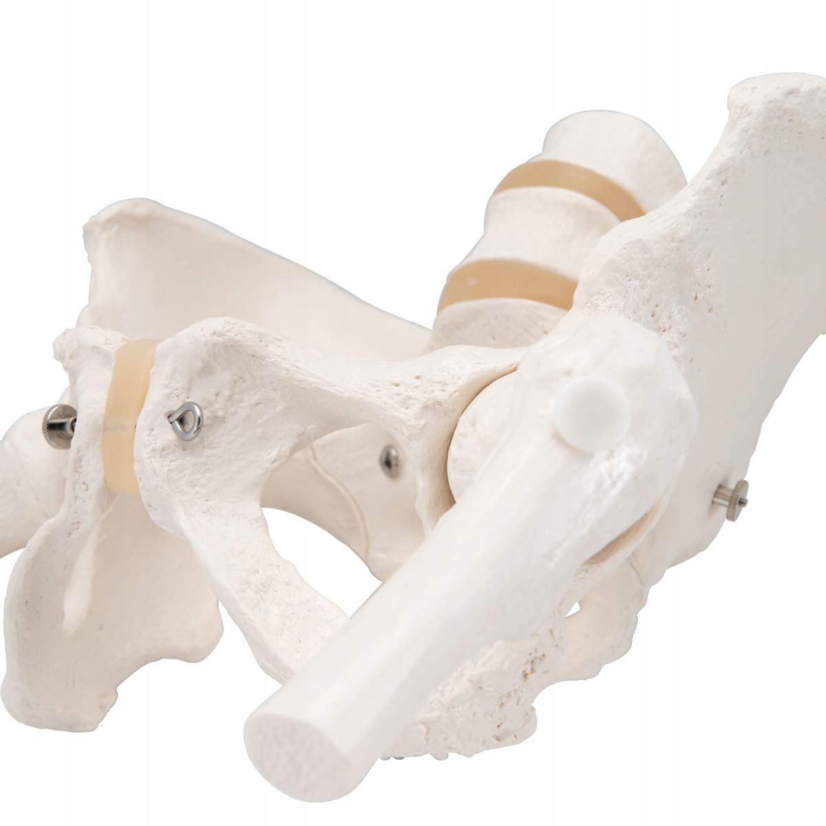 3B SCIENTIFIC Model Miednicy Kobiety Z Aplikacją Smart Anatomy — miniatura 7