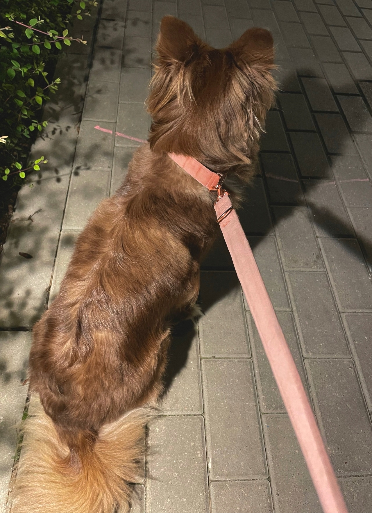 Ошейник для собак велюр розовое золото грязный розовый M / L медный цвет оттенки розового злотый другое