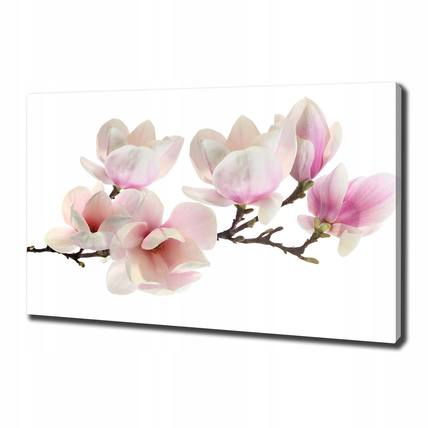 

Foto obraz canvas na ścianę Magnolia 100x70 cm
