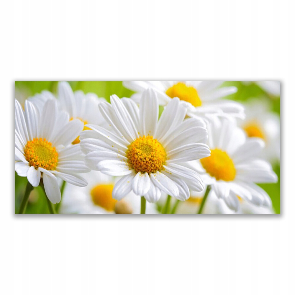 

Obraz z nadrukiem 140x70 Stokrotki Roślina Natura
