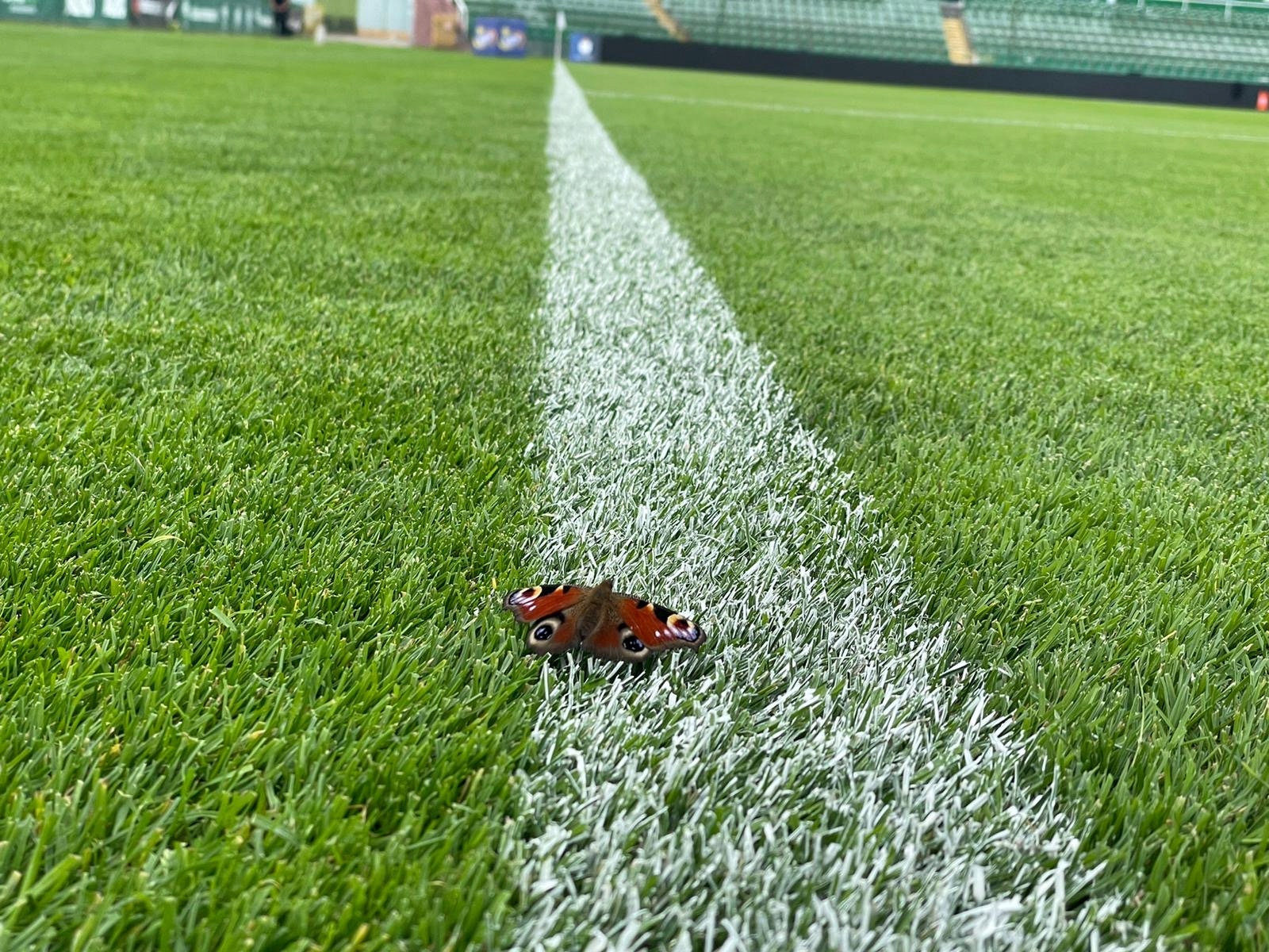 Farba do malowania linii boisk koncentrat 16kg Kod producenta 5903957705125