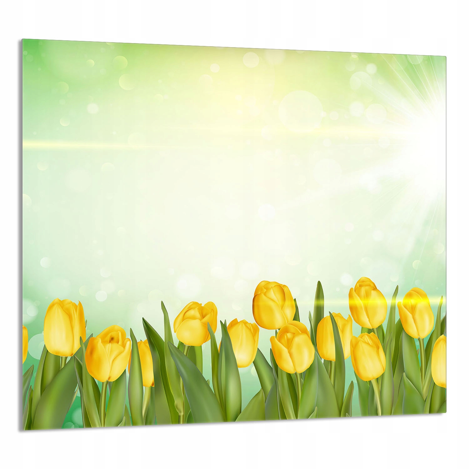 Skleněný Panel Do Kuchyně 65x60 Tulipány Tvrzené Sklo