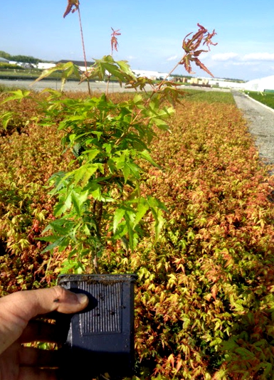 POMARAŃCZOWY KLON PALMOWY SUMMER GOLD Rodzaj rośliny Inny