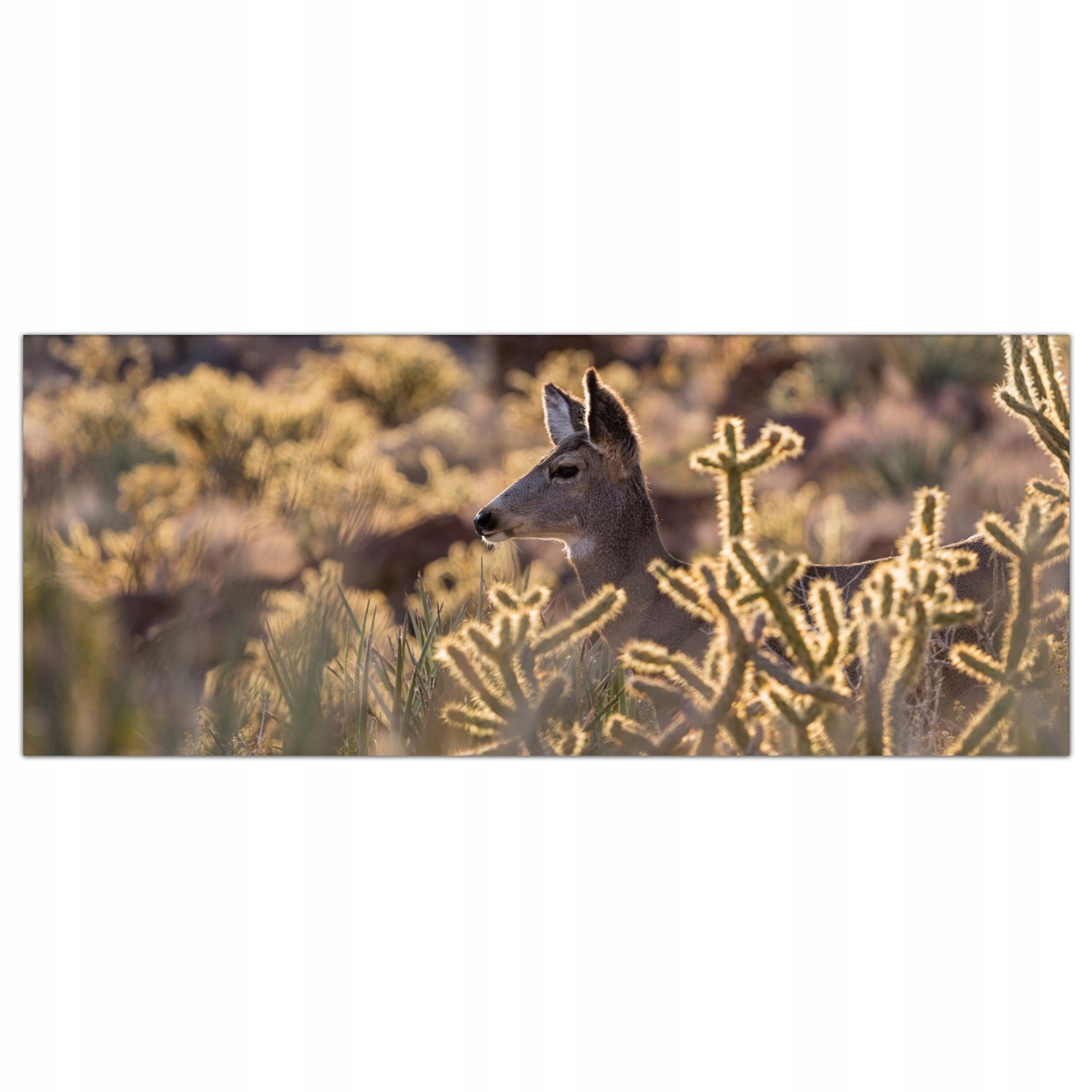 

Hartowany Obraz Szklany Jeleń Kaktus Nevada 125x50