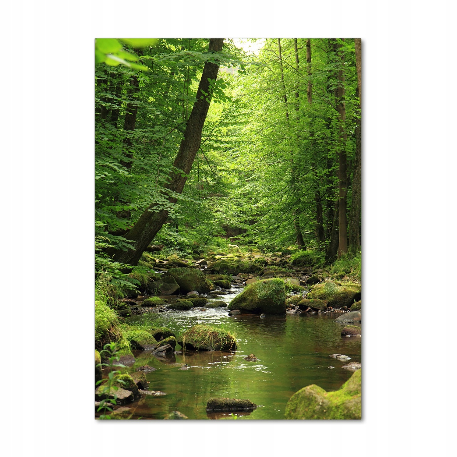 Fotoobraz tvrzené sklo Řeka v lese 70x100 cm