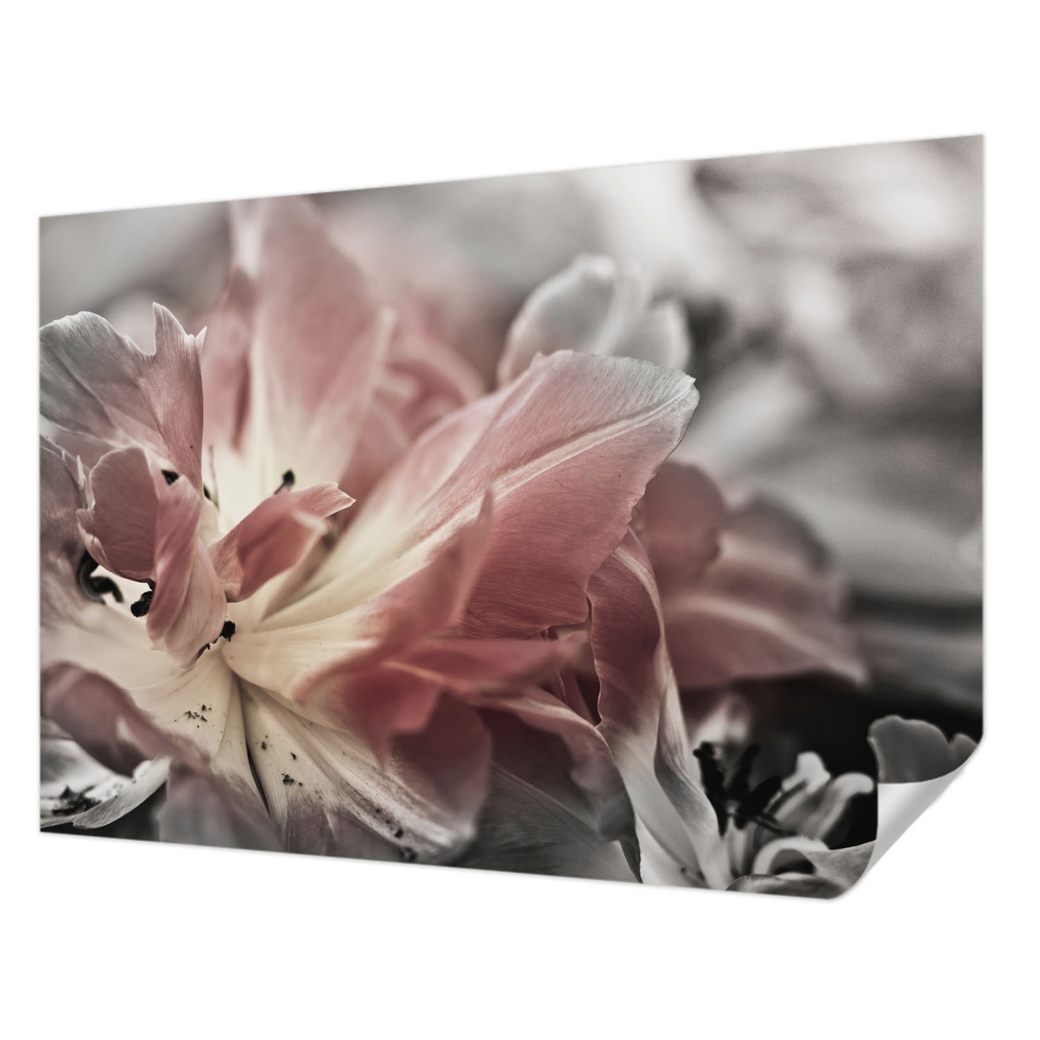 Fototapeta Samolepicí Premium Snadná montáž Pastelový květ 208 x 146 cm