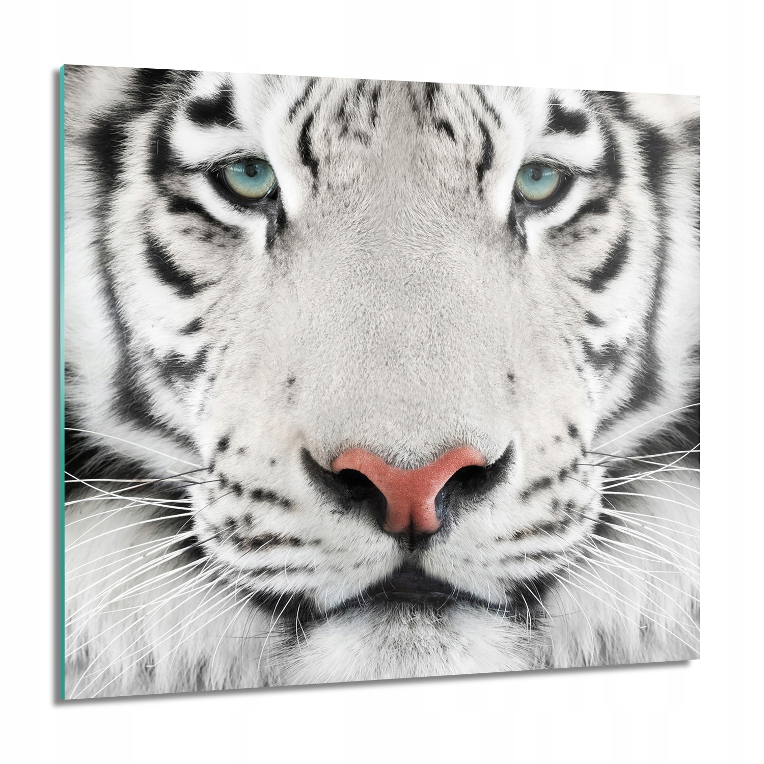 Bílý tygr hlava Obraz na skle na zeď 60x60