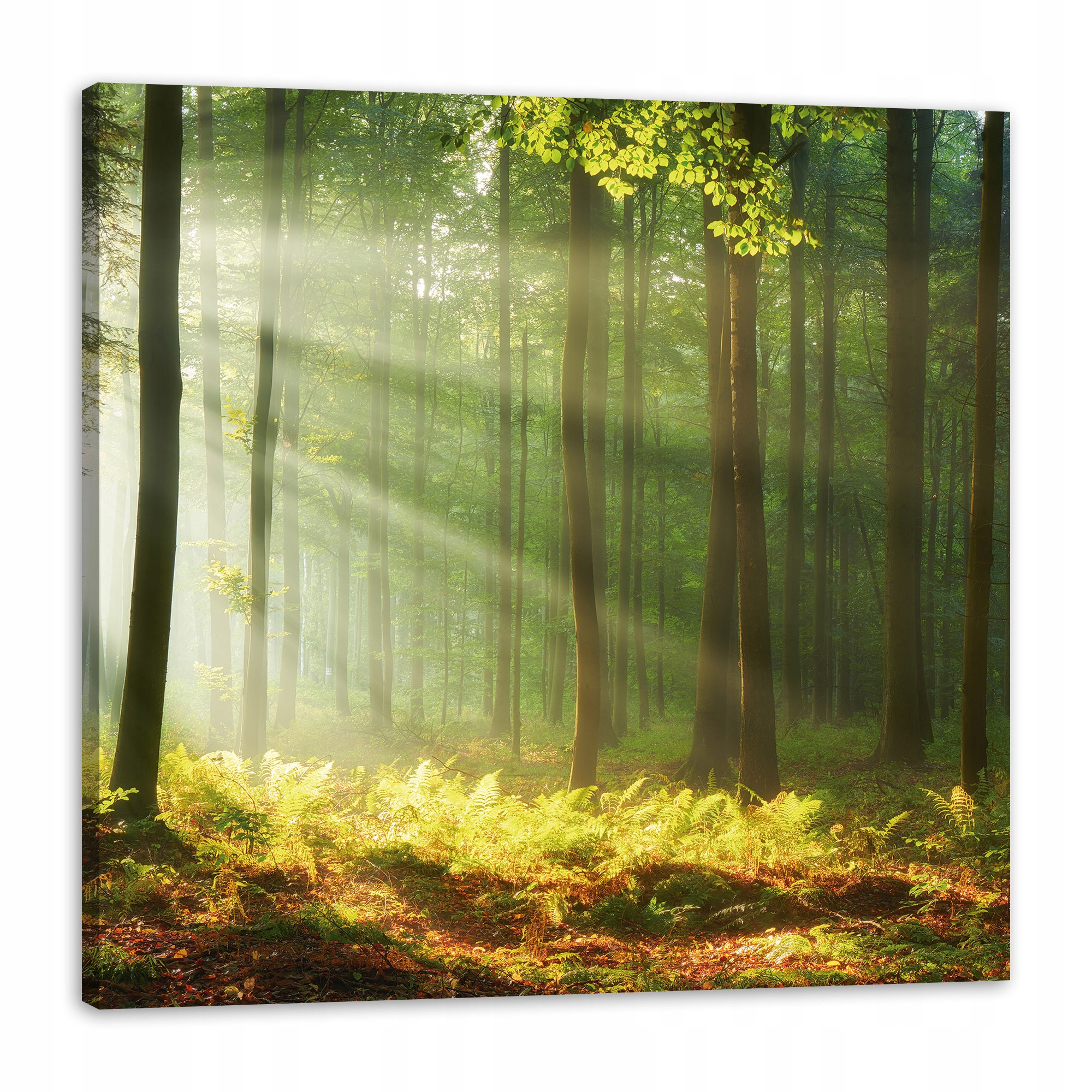 Obraz na plátně Světlo v lese Příroda Stromy 90x90 cm