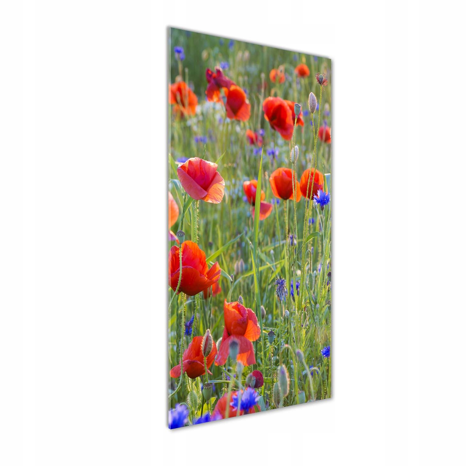 Fotoobraz tvrdené sklo Poľné maky 50x125 cm