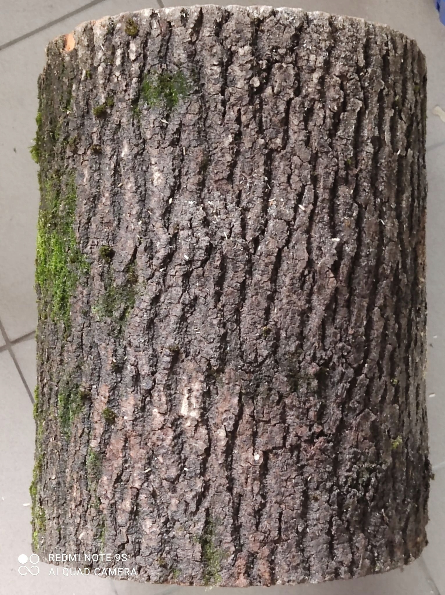 PNIAK JESIONOWY PIEŃ KLOCEK JESIONOWY BARDZO TWARDY ZDROWY WIELKI 40-48 Marka inna