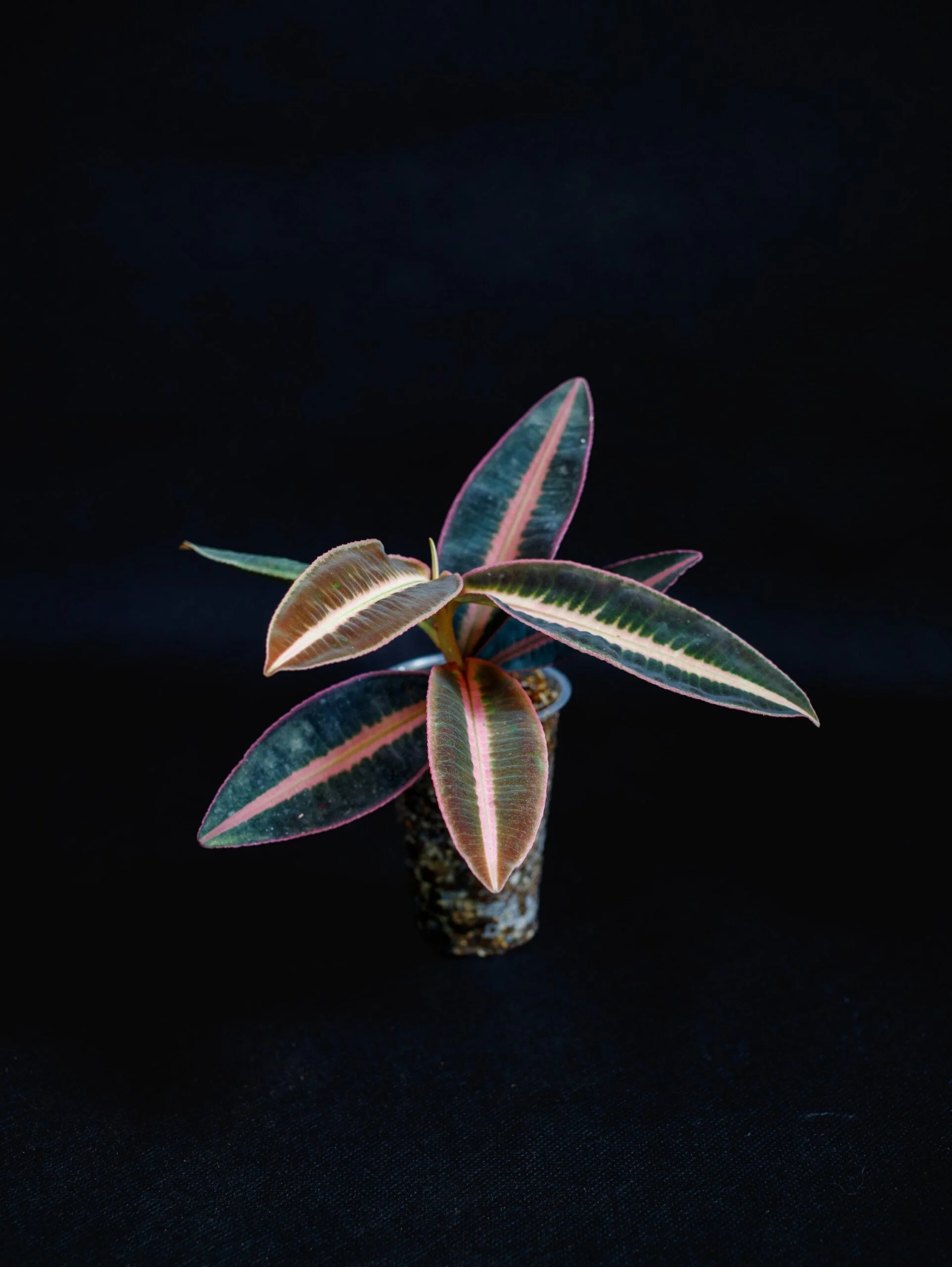 Levně Emblemantha urnulata "Bezžilná Pink "