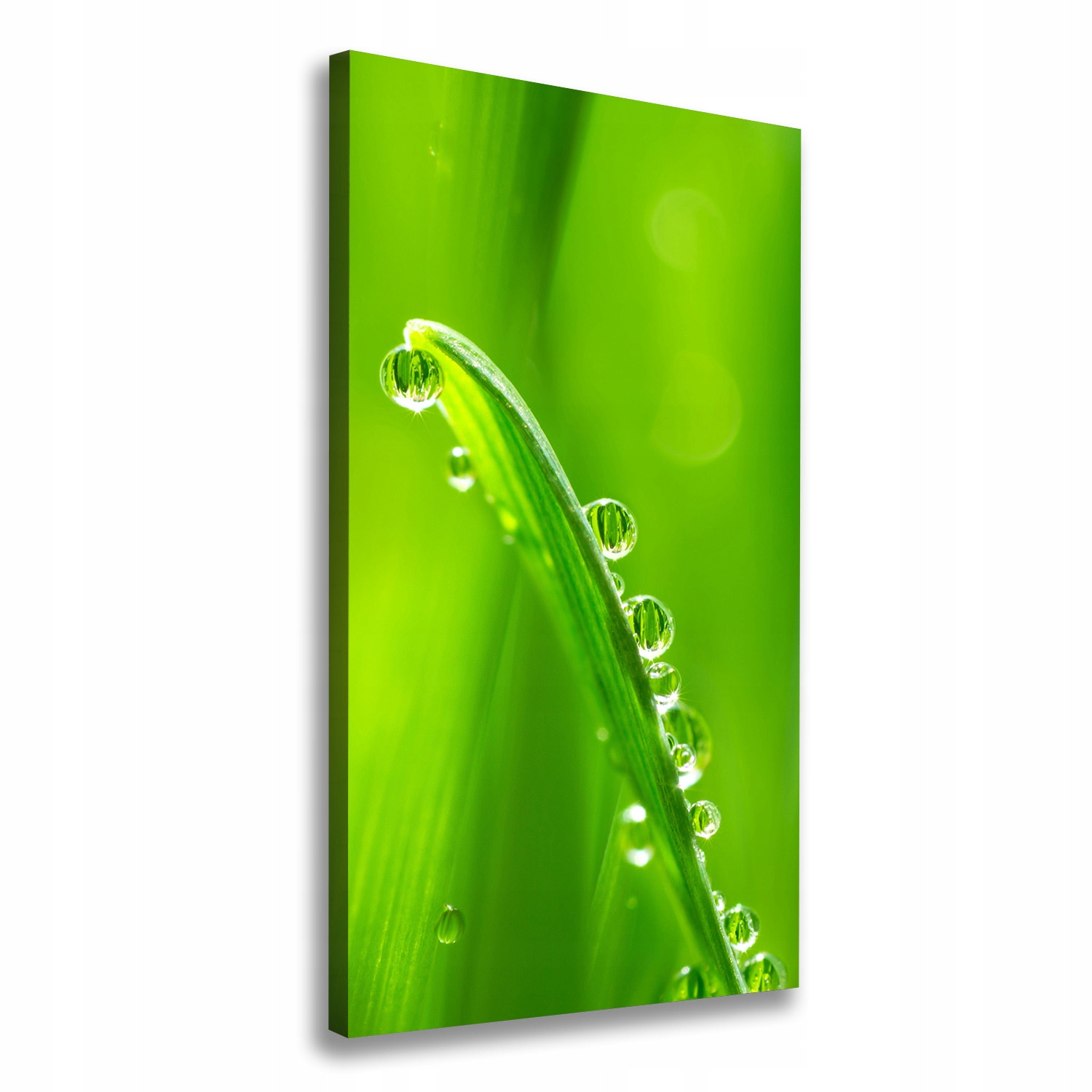 

Foto obraz canvas do salonu Źdźbła trawy 70x140