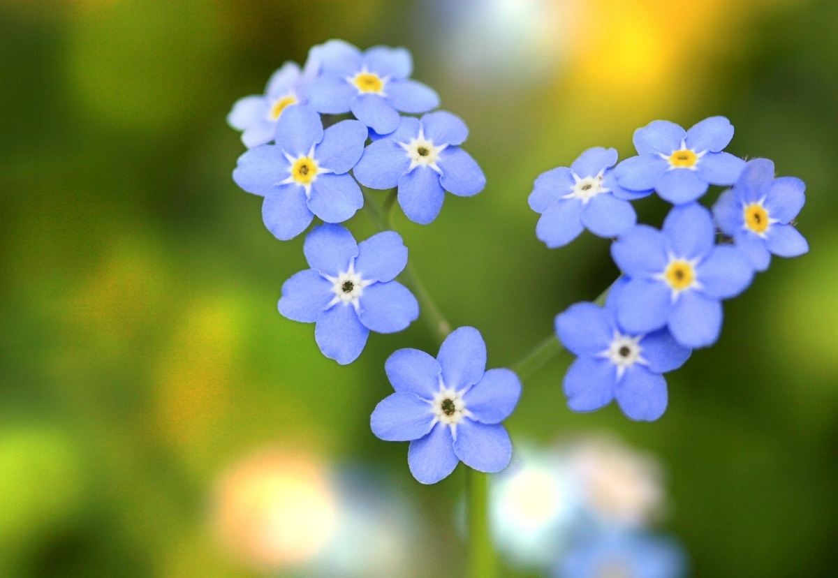 

Tapeta Flizelinowa Niezapominajki Serce - 152x104