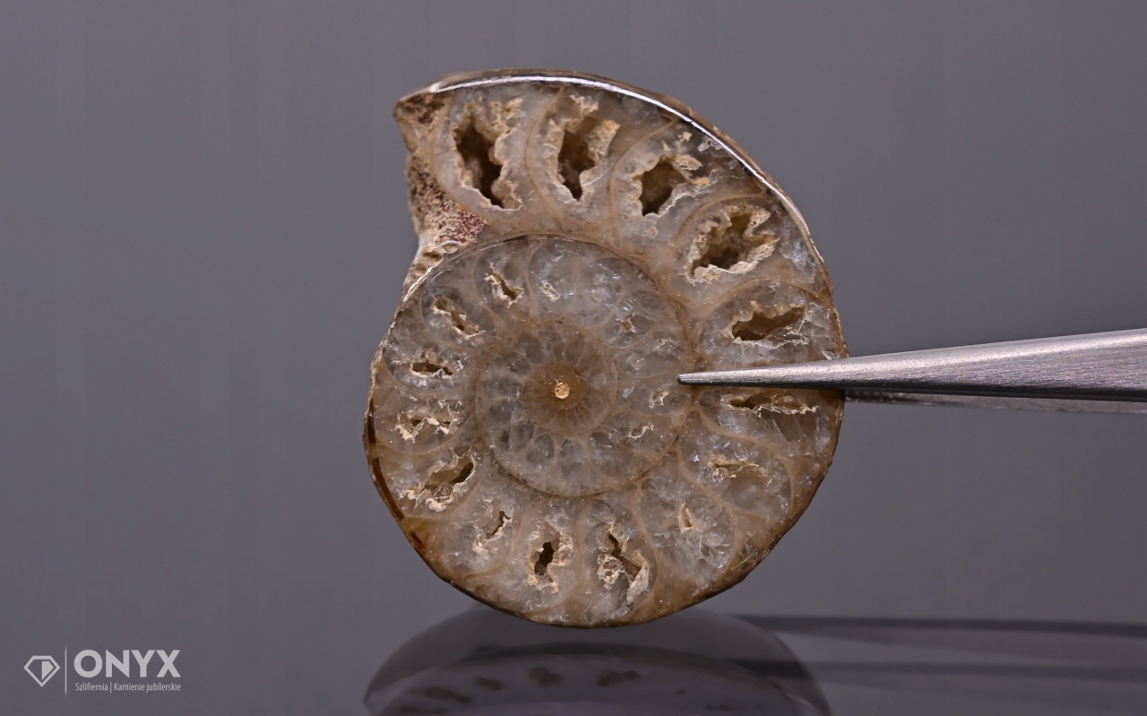 Amonit z Madagaskaru nepravidelný 35x29 mm