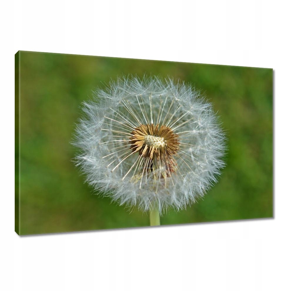 

Obrazy 90x60 Dmuchawiec Kwiat Kwiatki