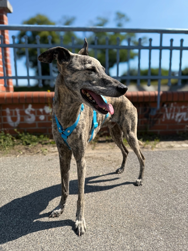 Protiúnikové postroje hexaline modré M (Whippet)