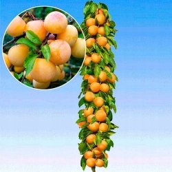 Śliwa kolumnowa RENKLODA ULENA