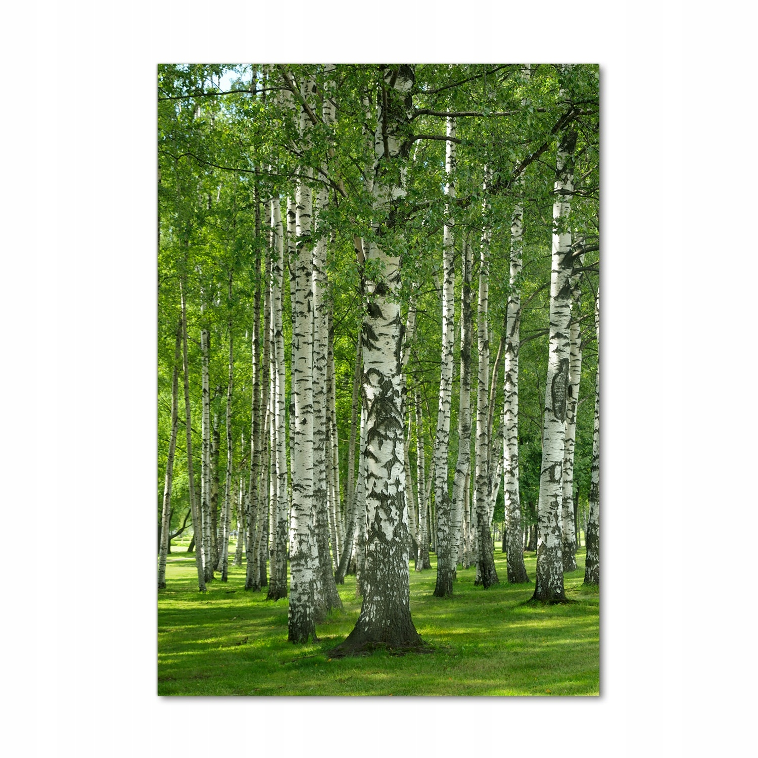 

Nowoczesny fotoobraz akrylowy Las brzozowy 70x100