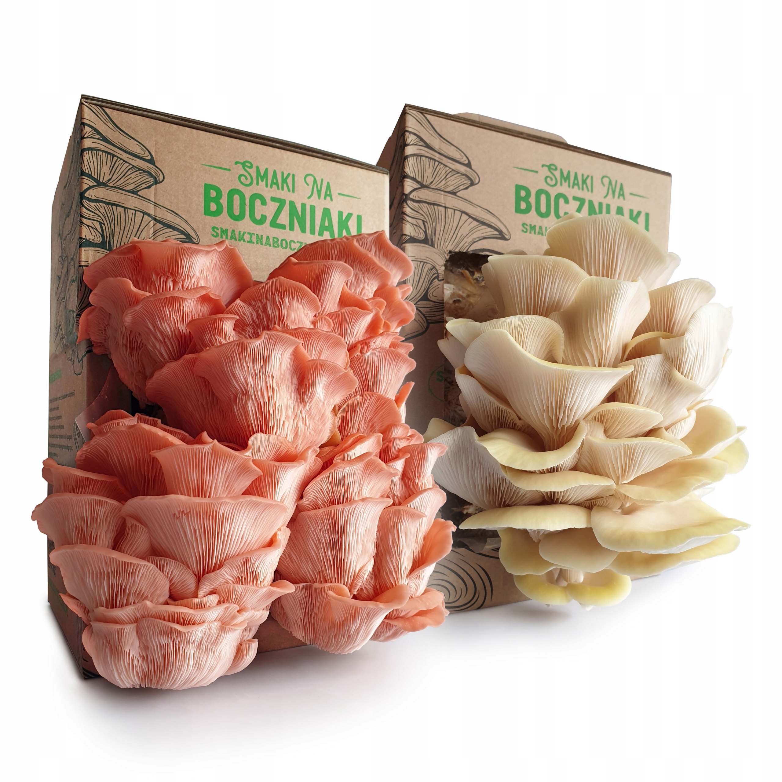 Levně Tropikal – hlíva růžová a citronová pro domácí pěstování