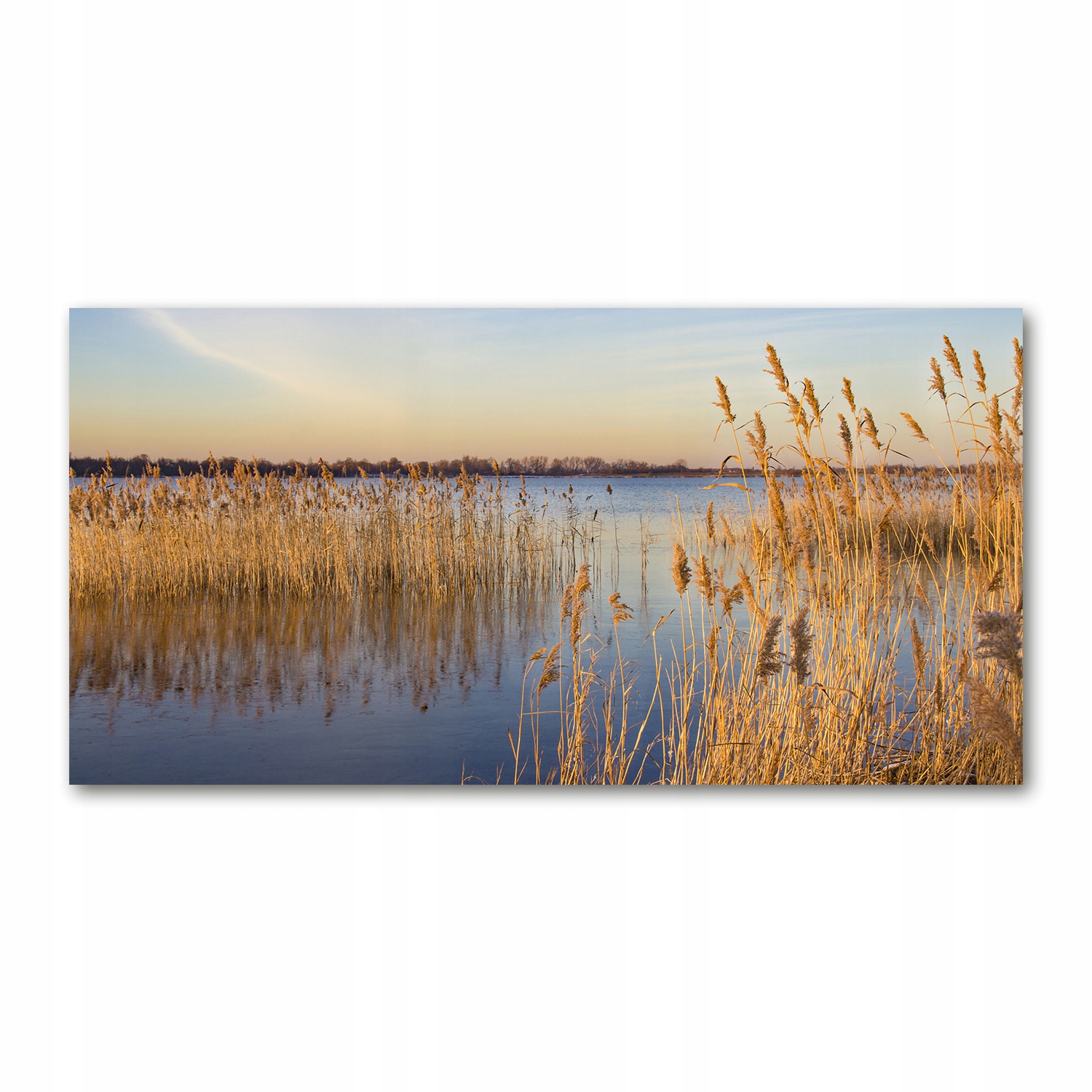 

Foto obraz akryl zdjęcie Trzcina wodna 120X60 cm